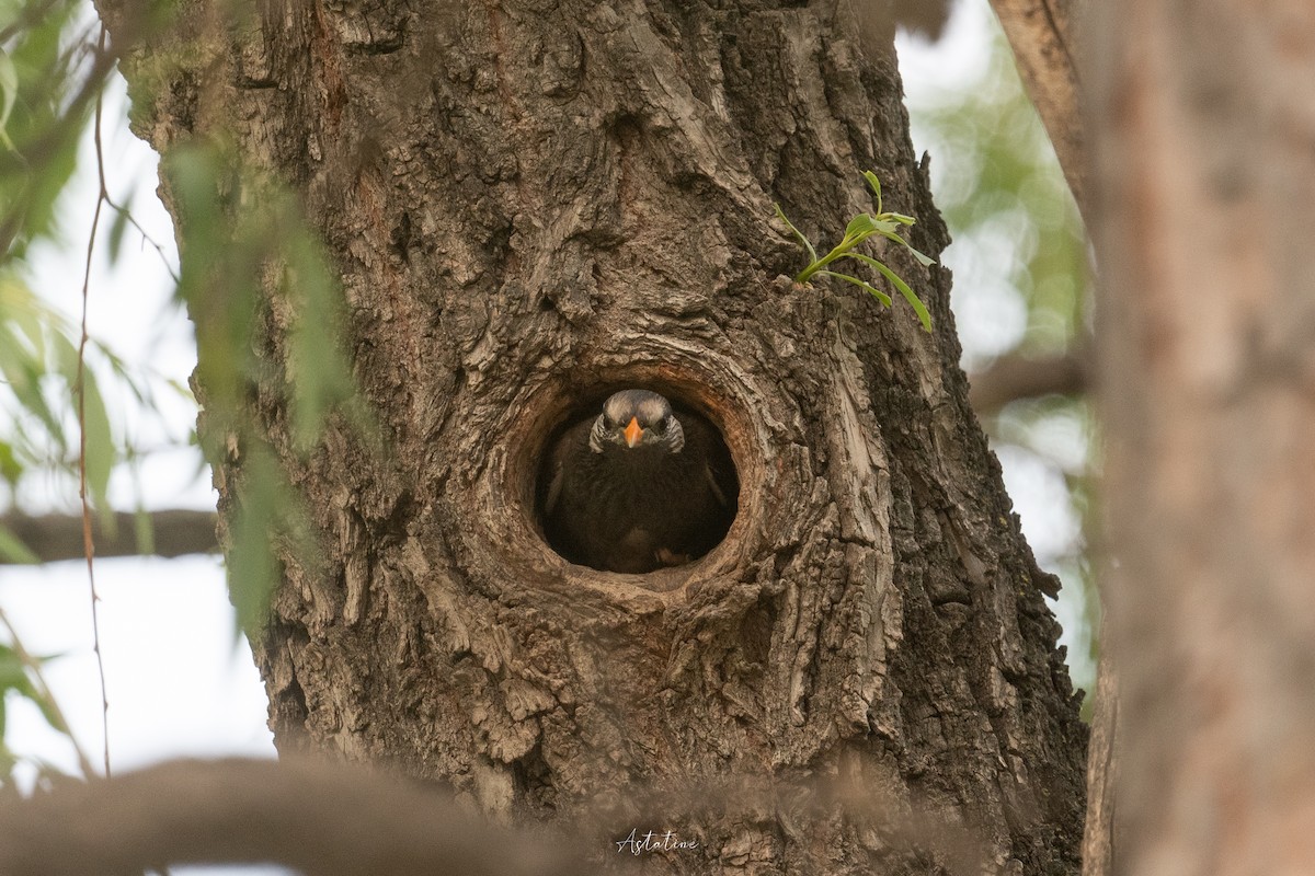 sotstær - ML646744635