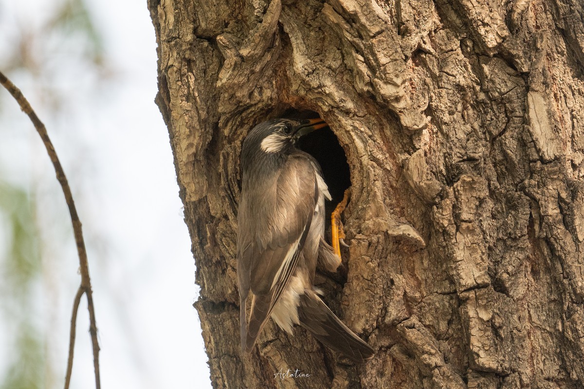 sotstær - ML646744636