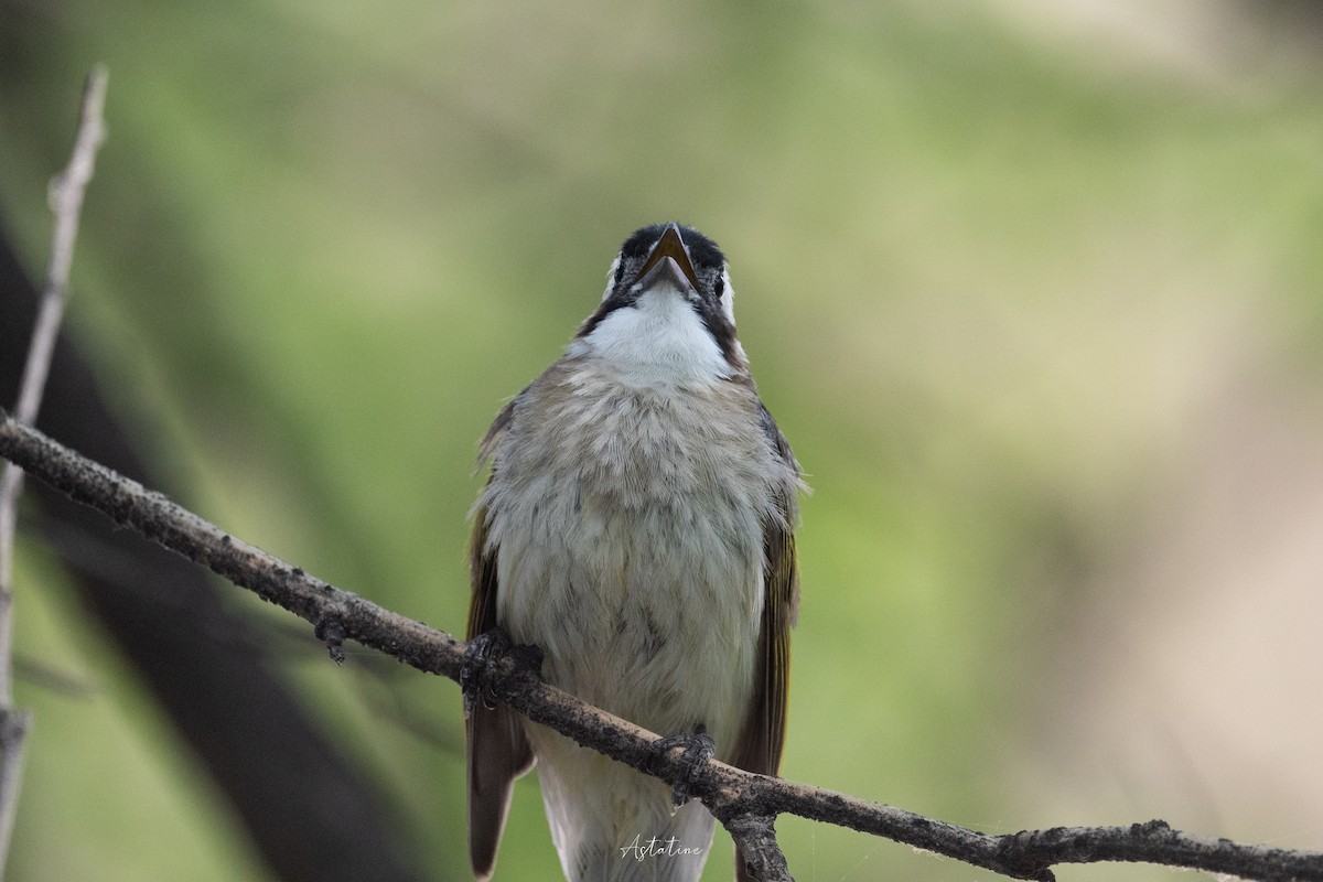 kinabylbyl - ML646744638