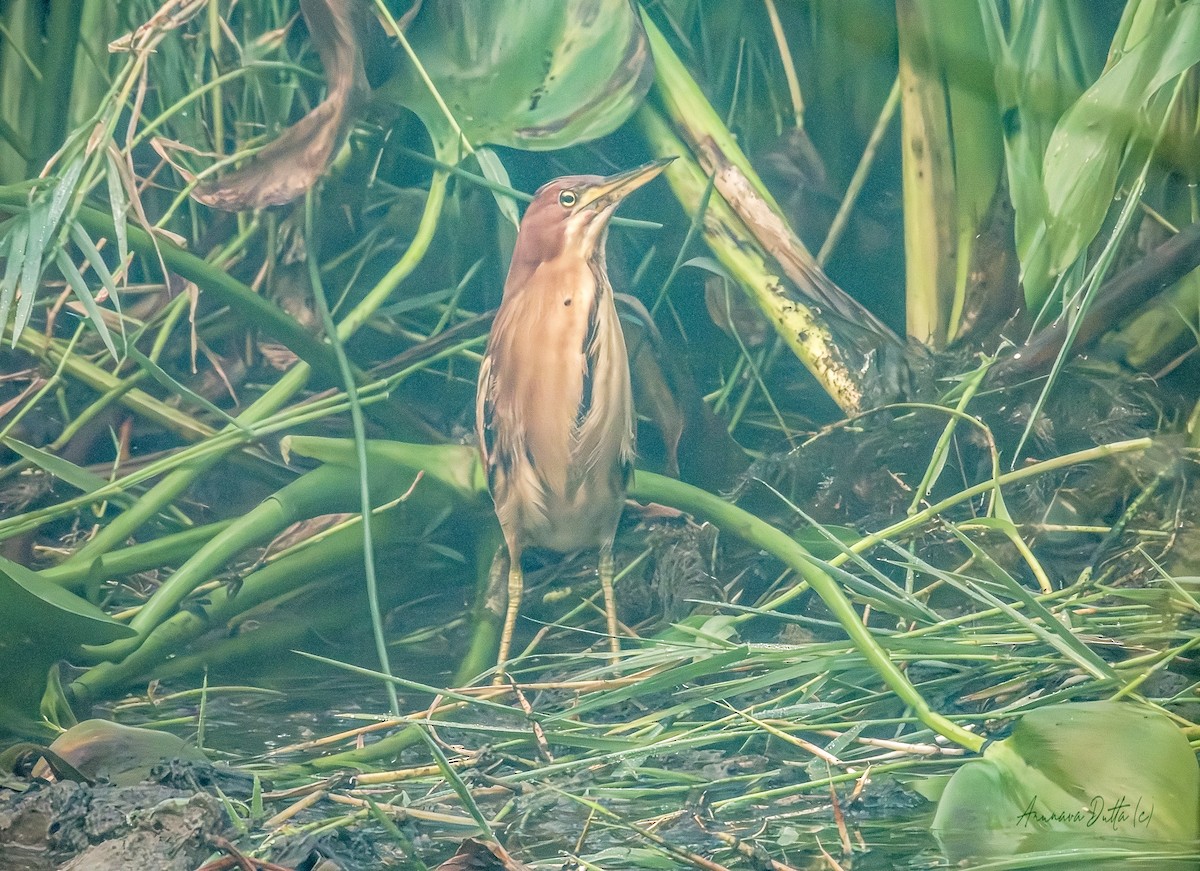 kanelrørdrum - ML646744639