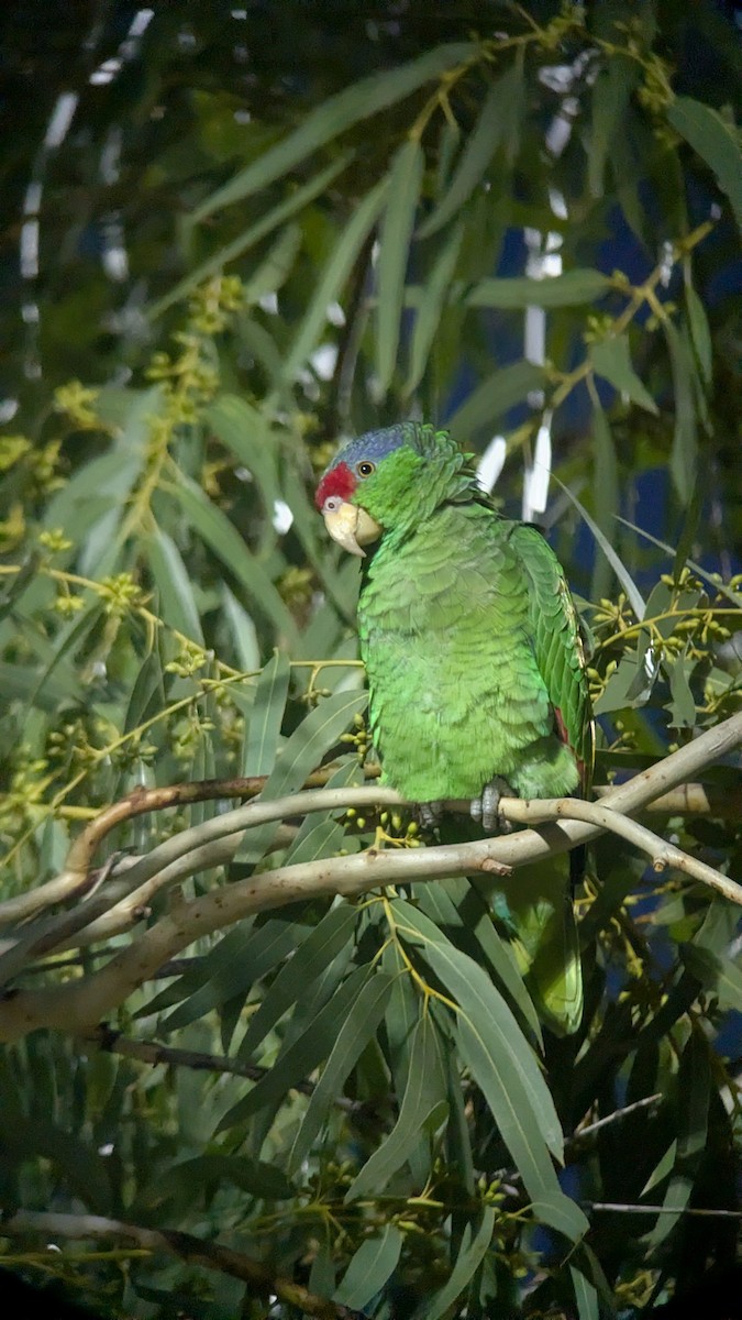 lillakroneamazon - ML646744640