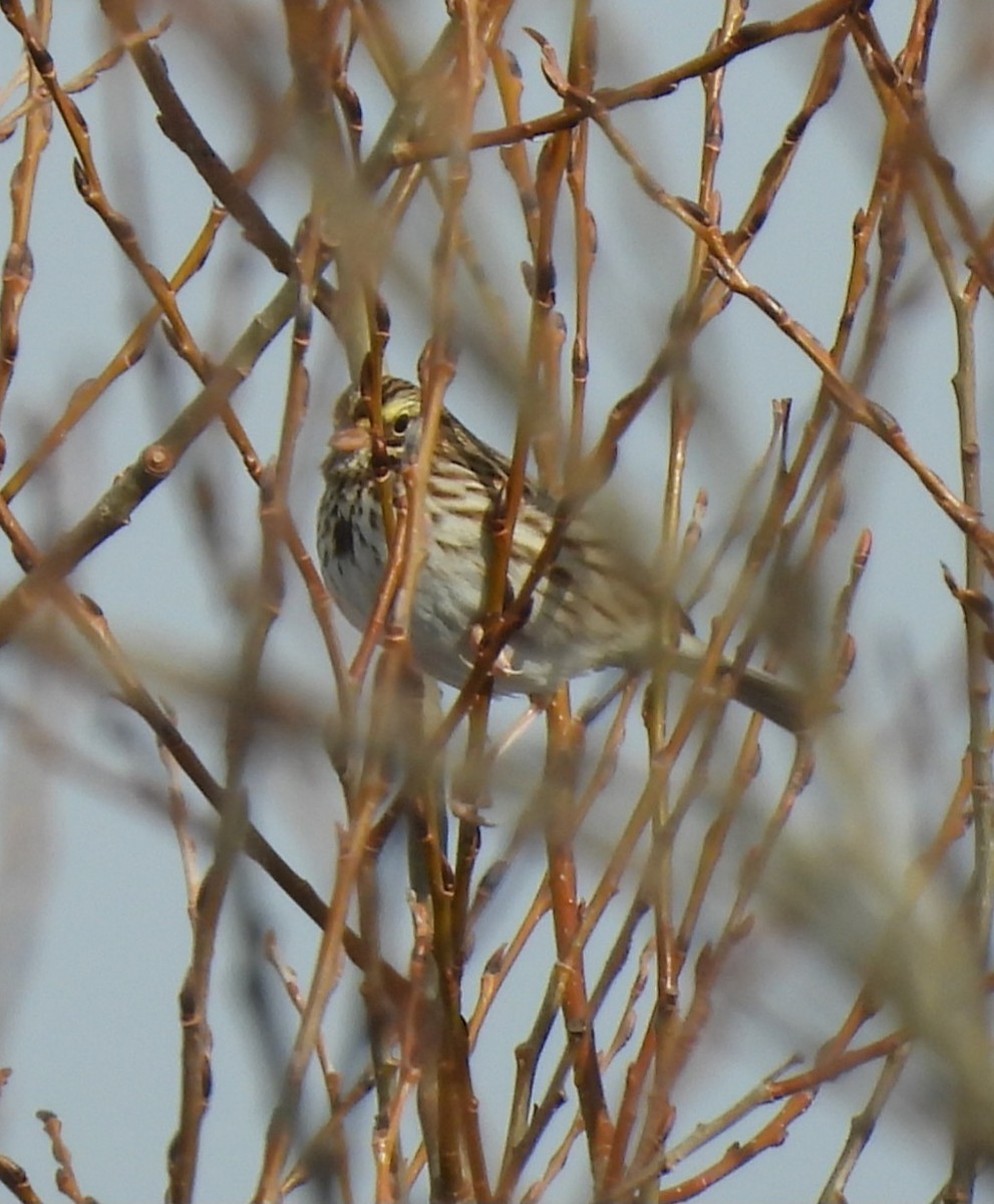 musespurv - ML646744642