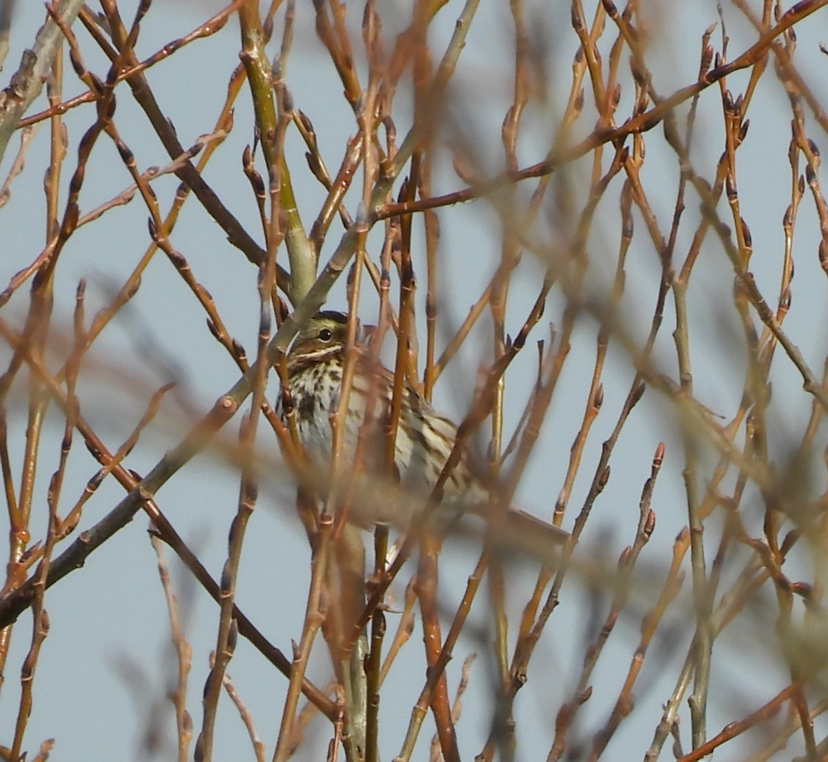 musespurv - ML646744644