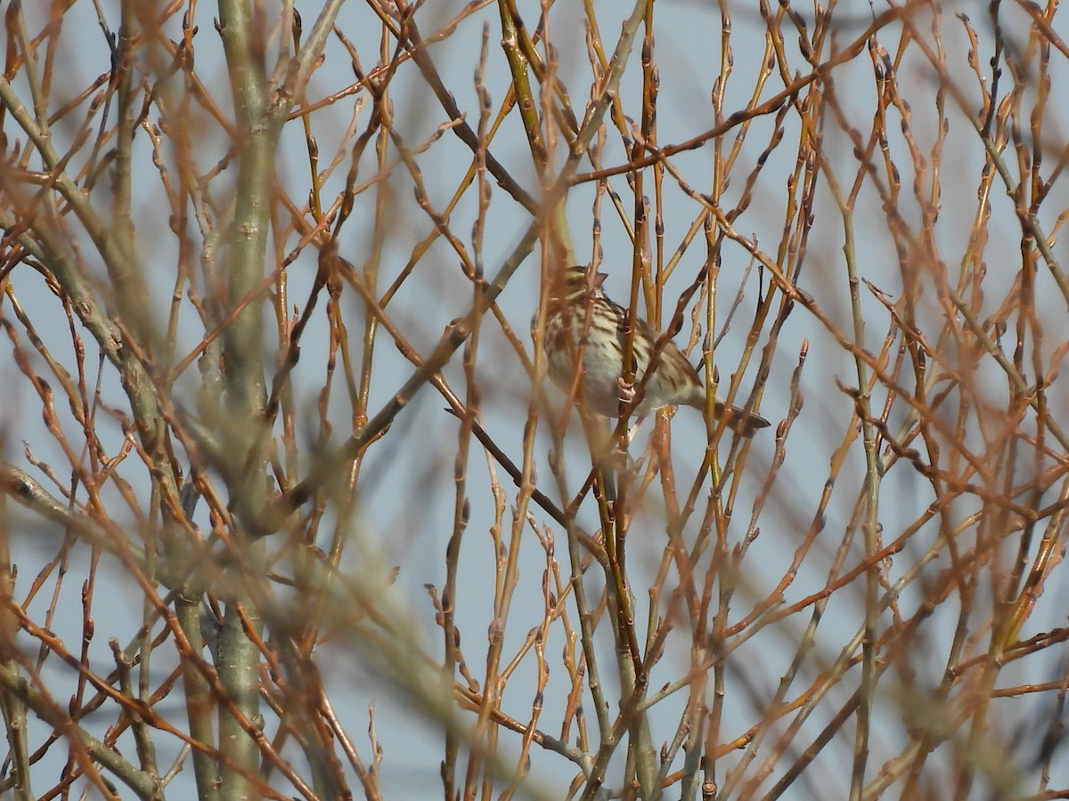 musespurv - ML646744645