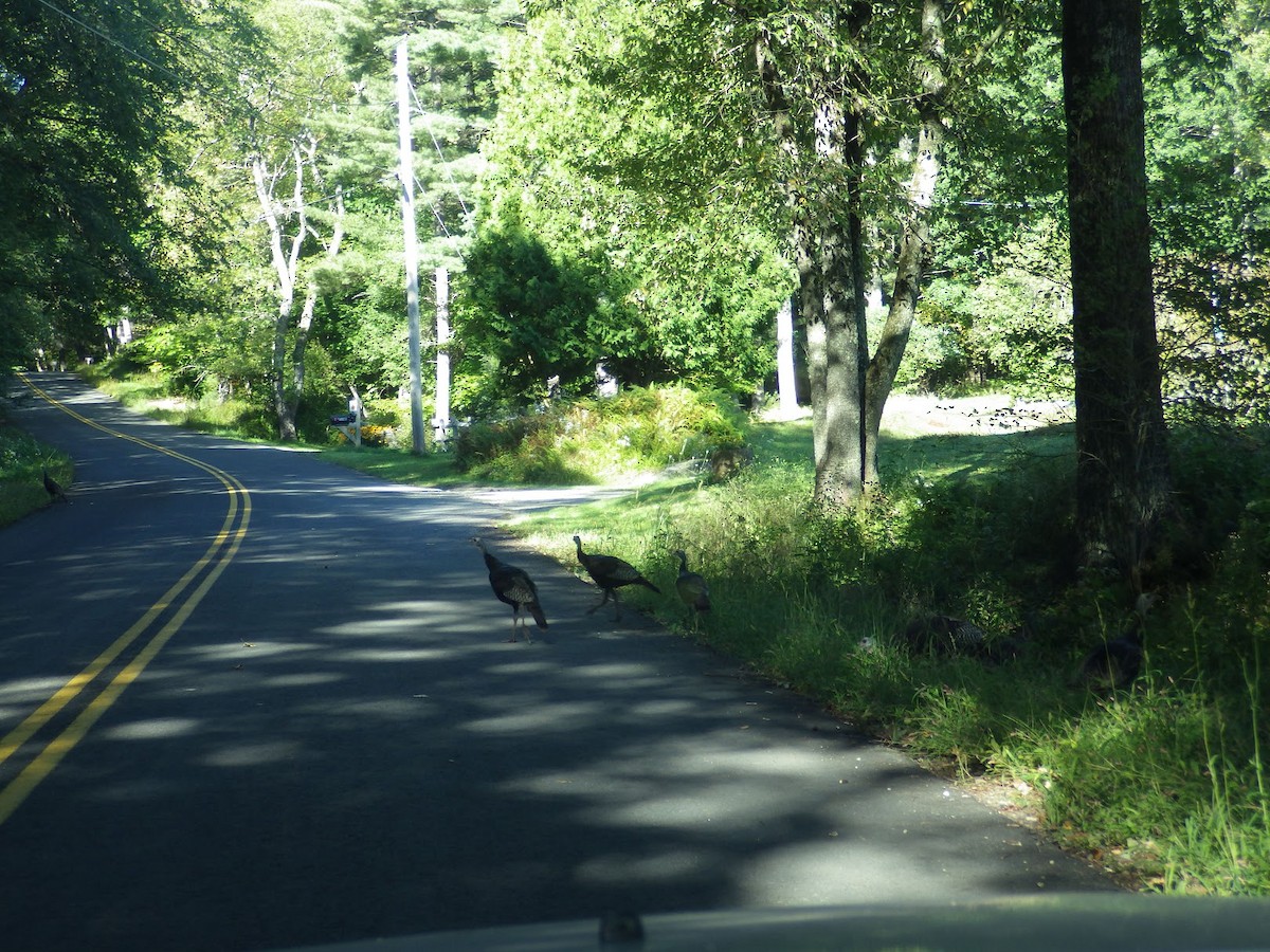 kalkun - ML646744647