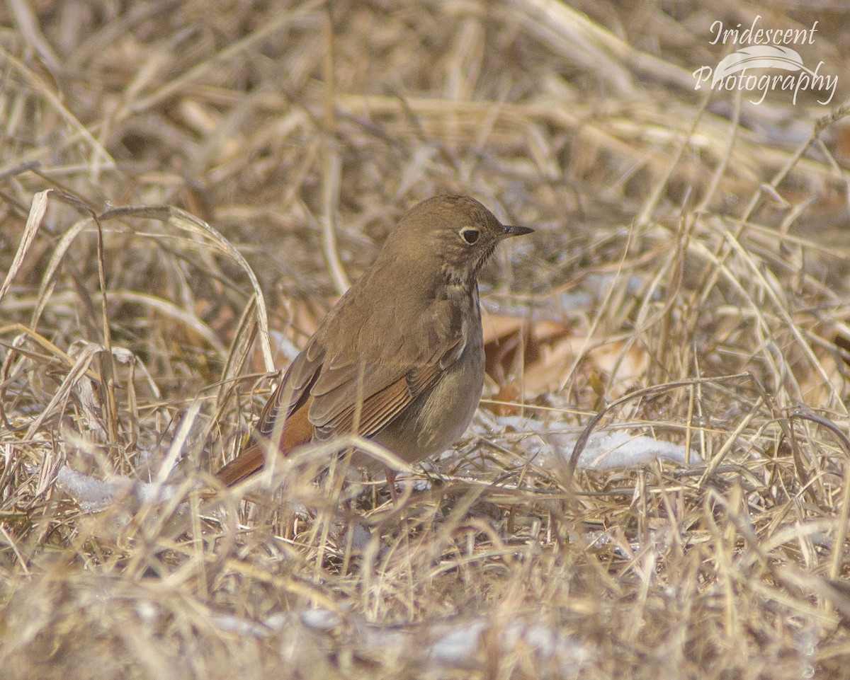 eremittskogtrost - ML646744648