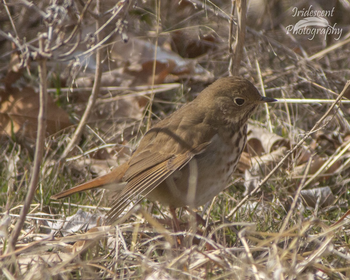 eremittskogtrost - ML646744649