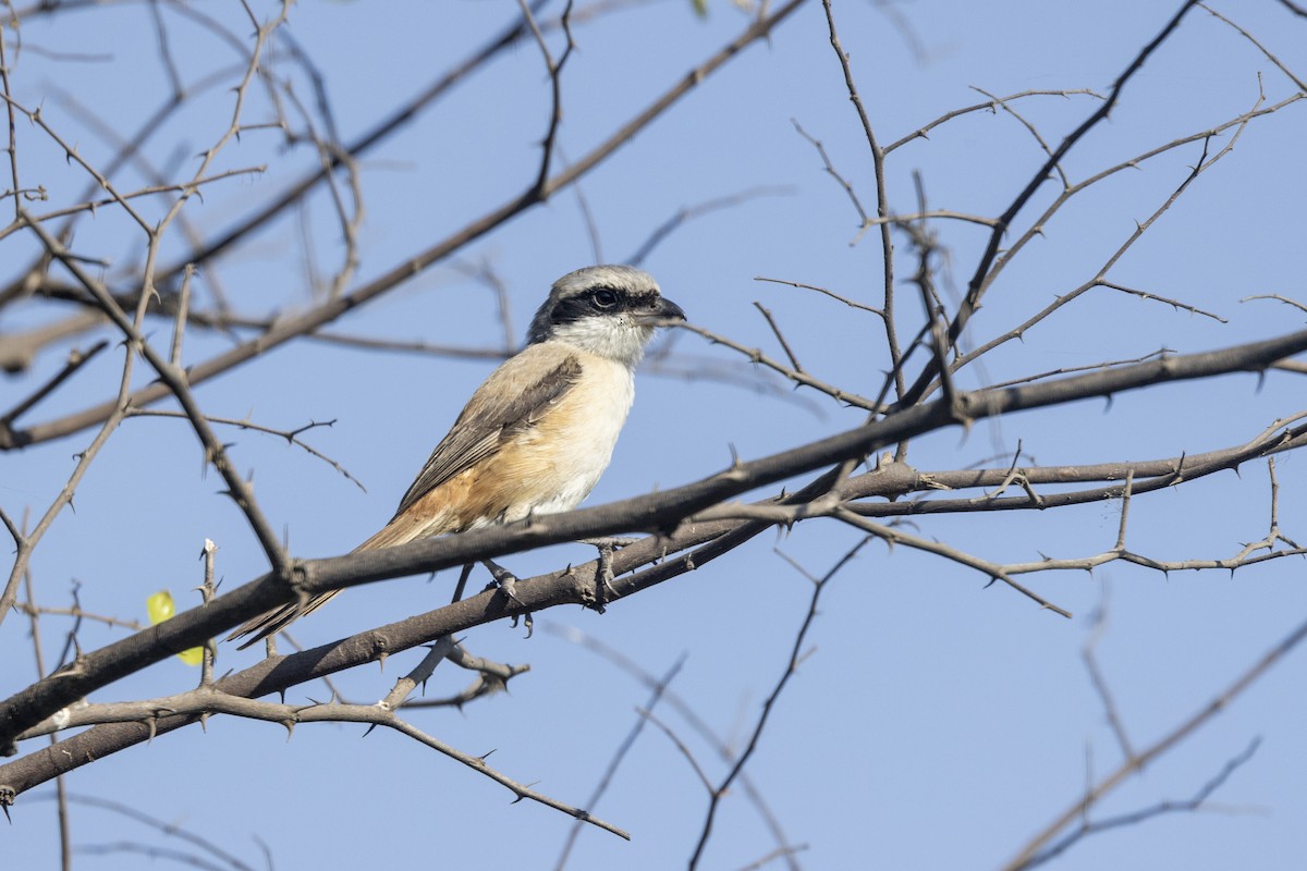 rustvarsler - ML646744650