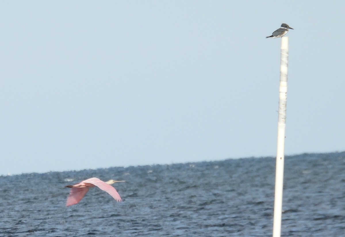 rosenskjestork - ML646744651