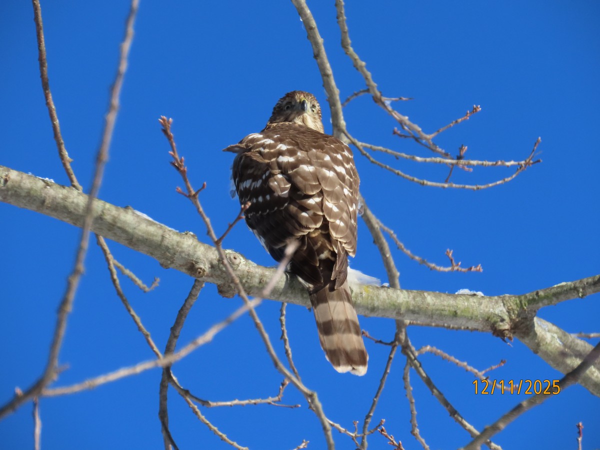 trostehauk - ML646744652