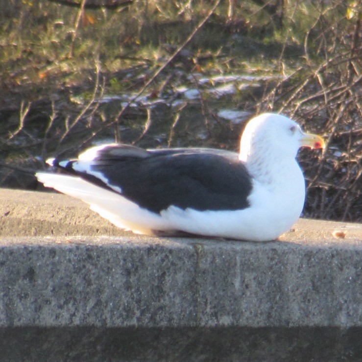 svartbak - ML646744653