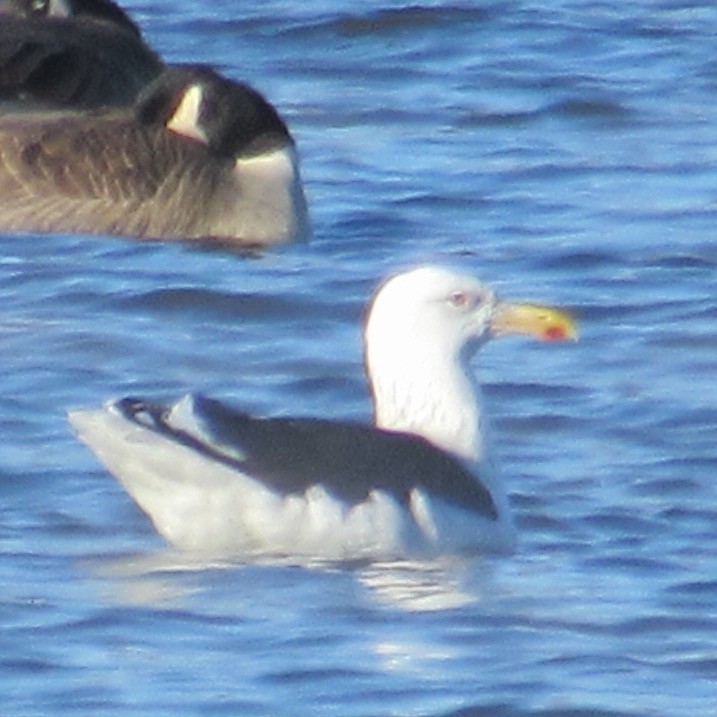 svartbak - ML646744654