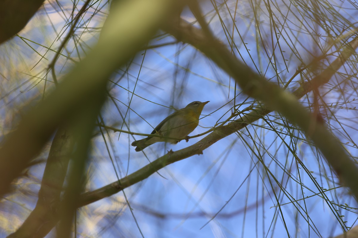 stryparula - ML646744660