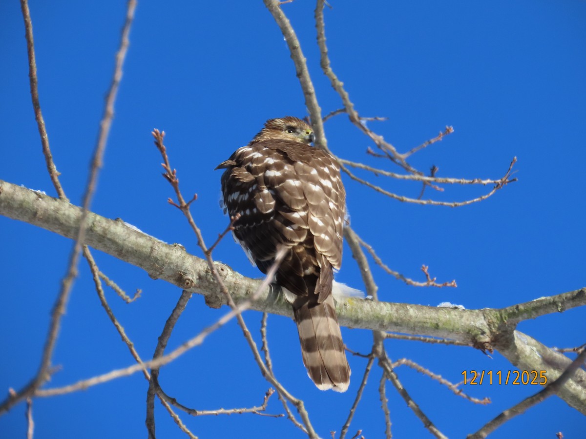 trostehauk - ML646744661