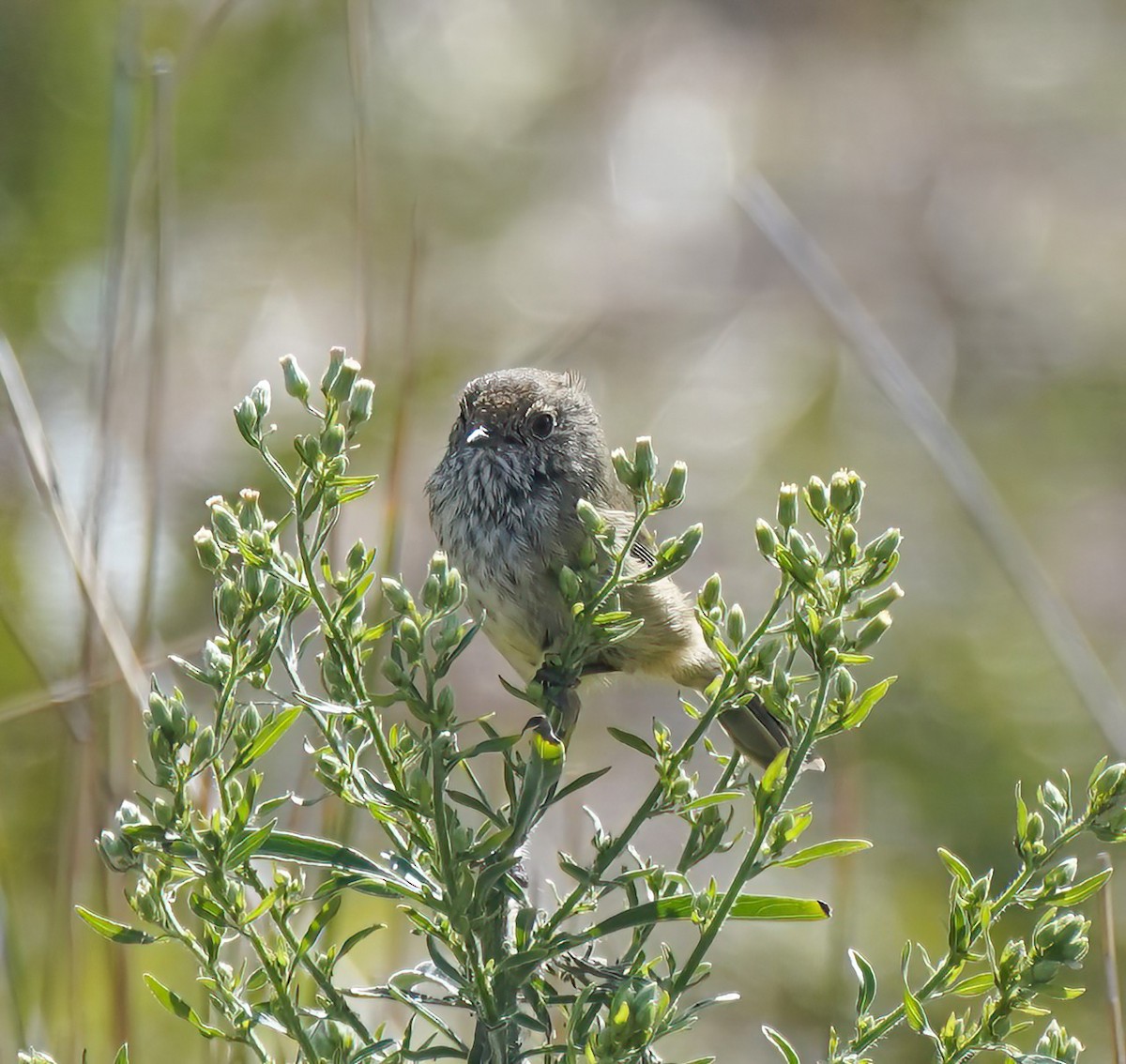 bruntornsmett - ML646744663