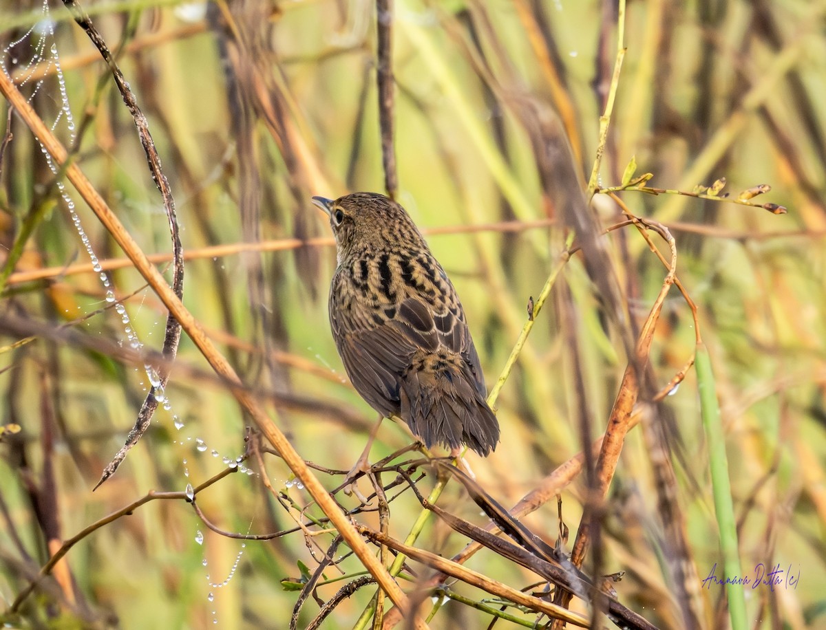 cvrčilka žíhaná - ML646744664