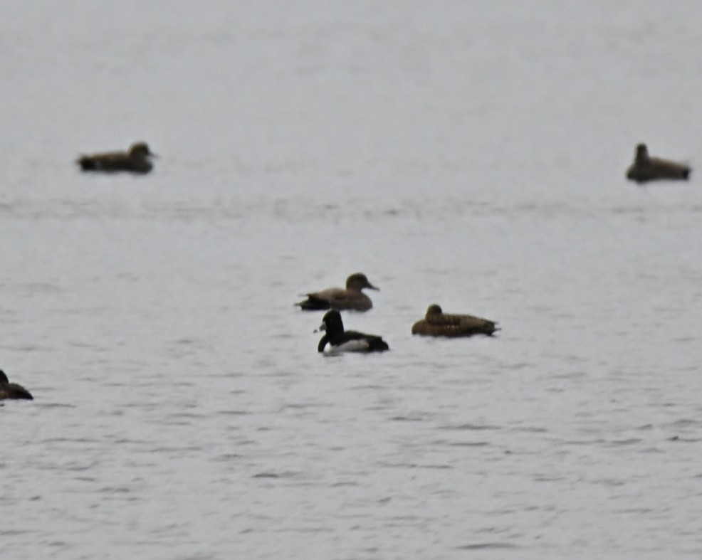 ringand - ML646744666