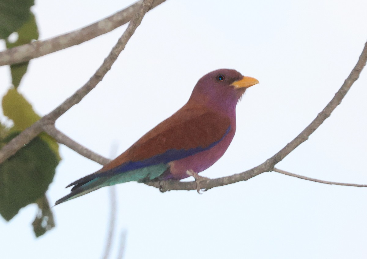 brednebbråke (glaucurus) - ML646744667