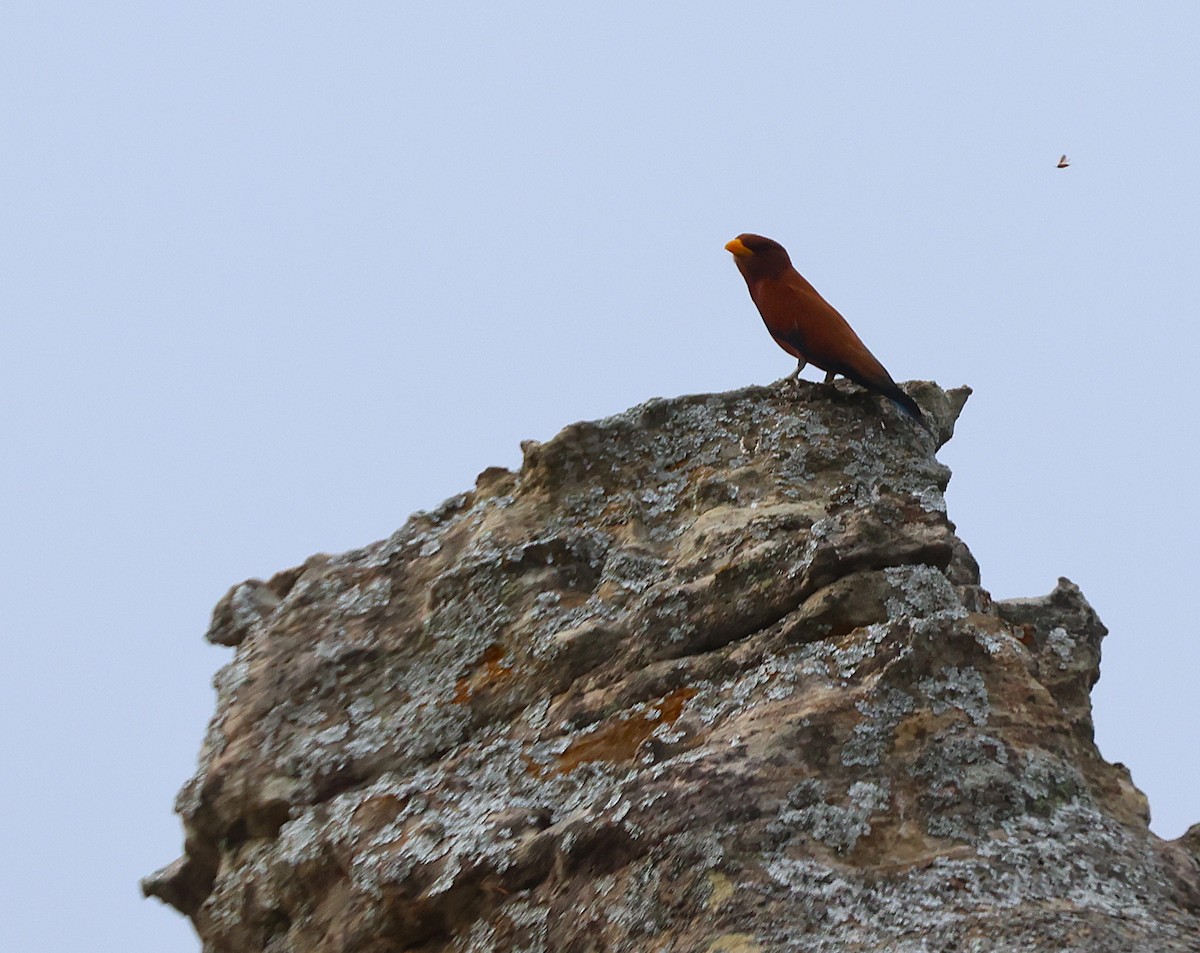 Broad-billed Roller (Madagascar) - ML646744668