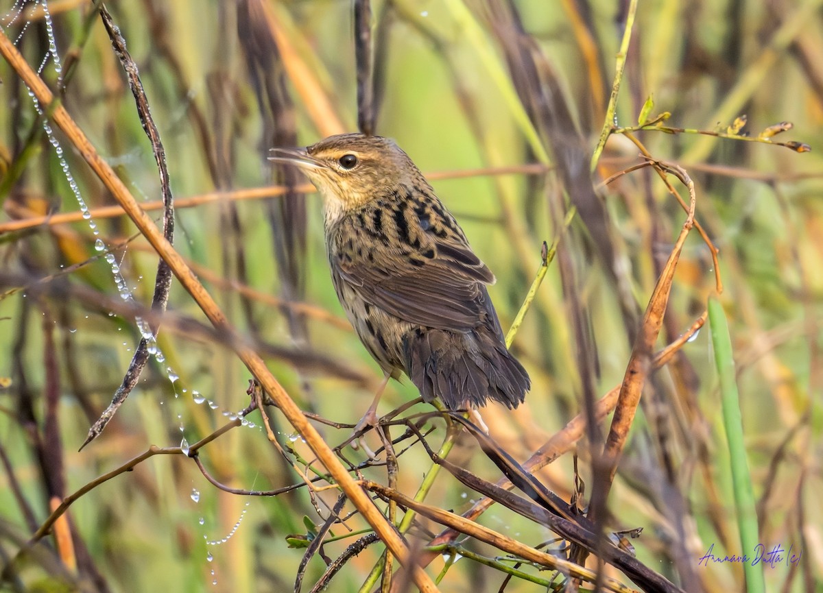 cvrčilka žíhaná - ML646744670
