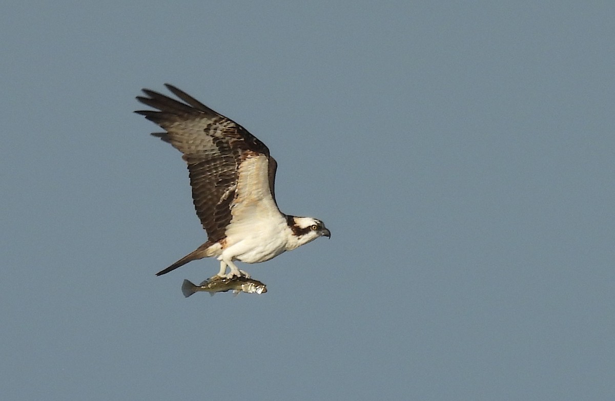 שלך - ML646744672