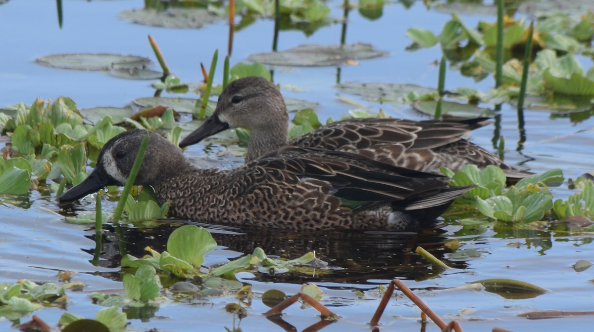 Чирянка блакитнокрила - ML646744673