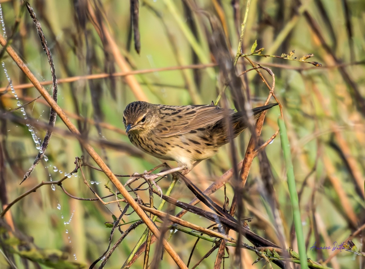 cvrčilka žíhaná - ML646744675