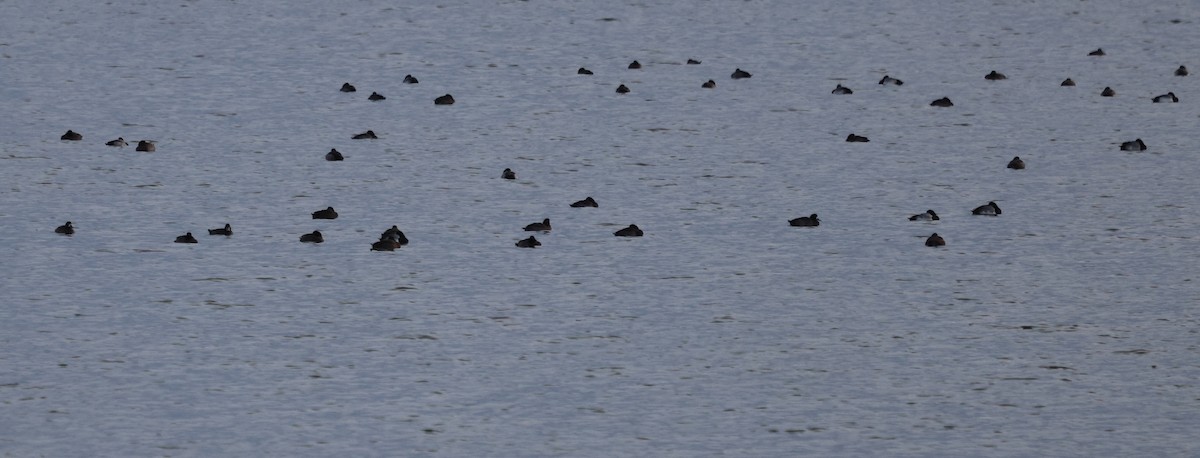 Морская чернеть - ML646744677