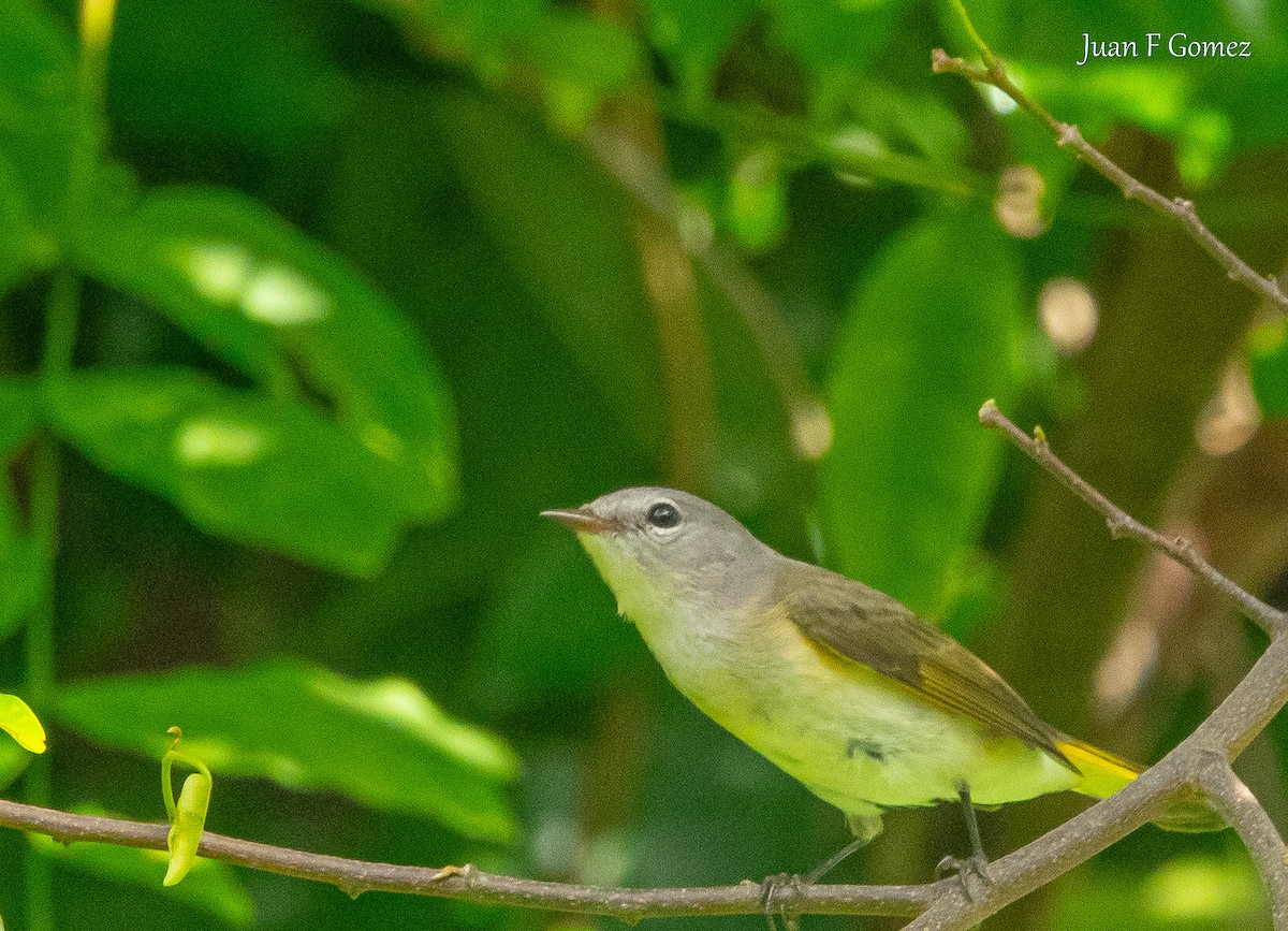 American Redstart - ML646744678