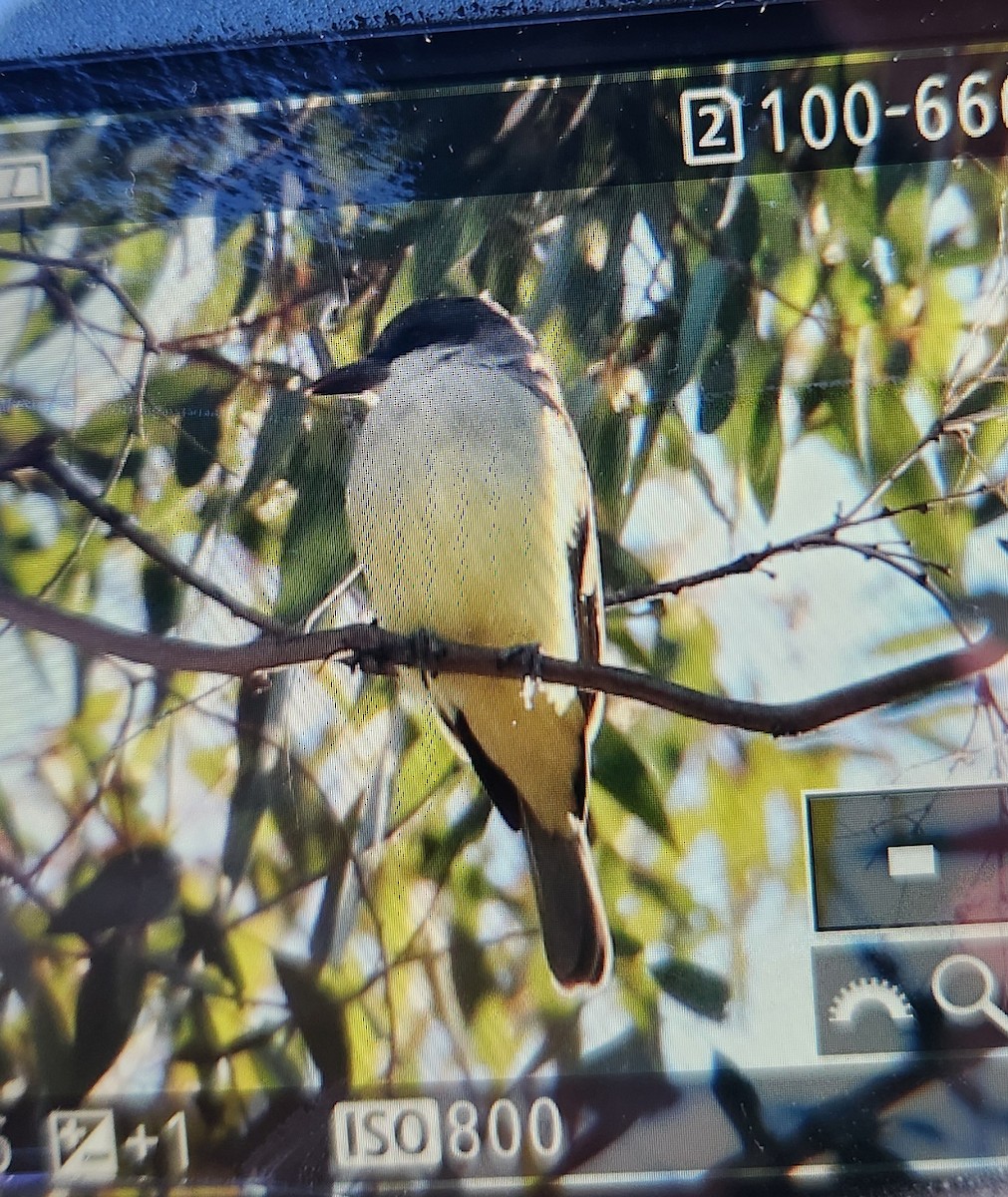 Thick-billed Kingbird - ML646744679