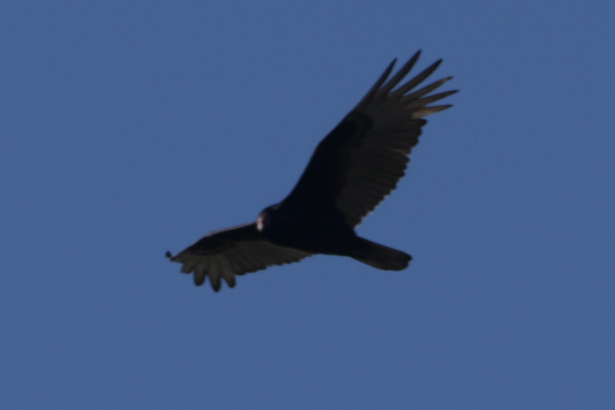 kondor krocanovitý - ML646744680