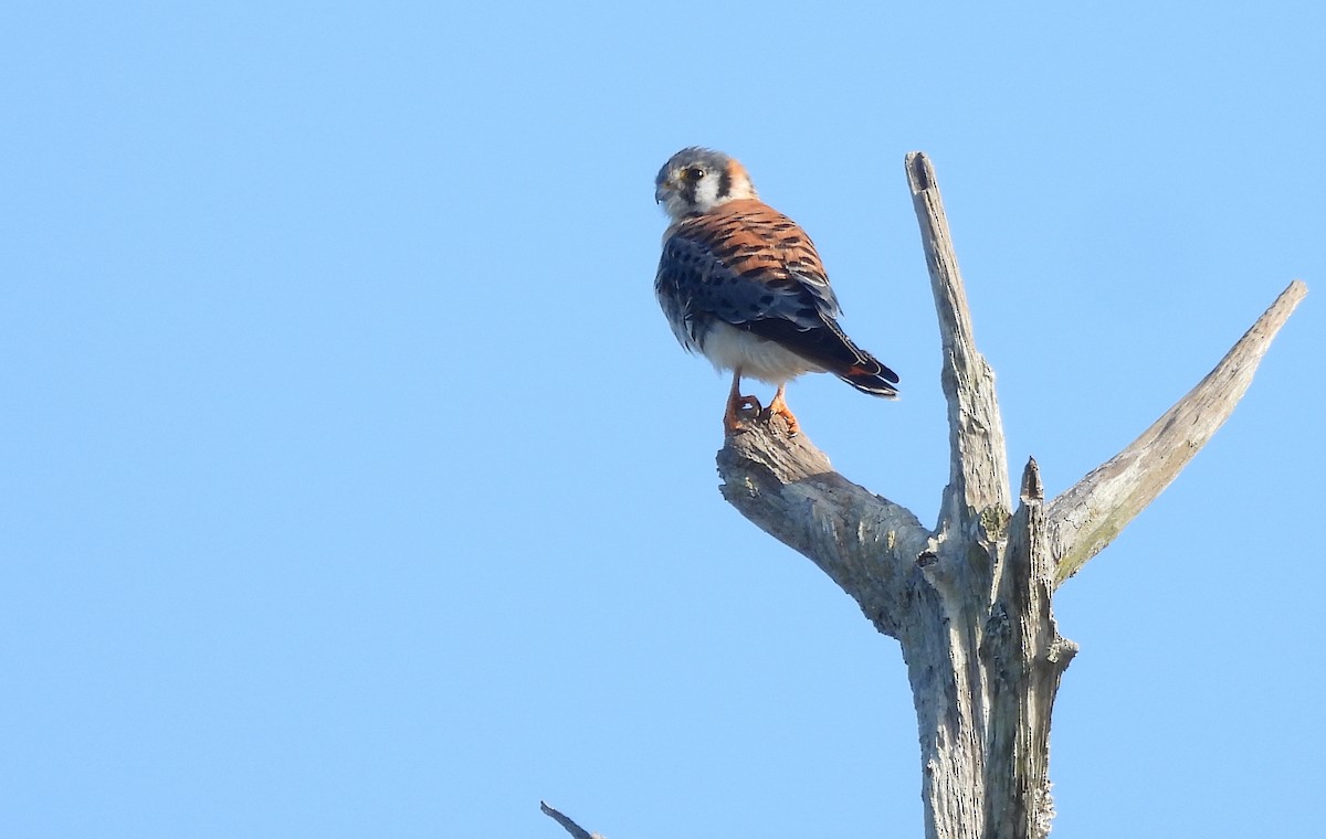 בז אמריקני - ML646744682
