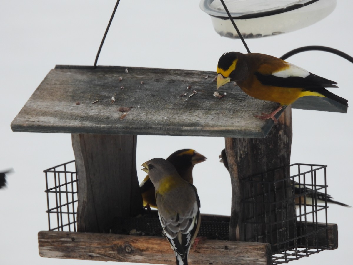 Evening Grosbeak - ML646744683
