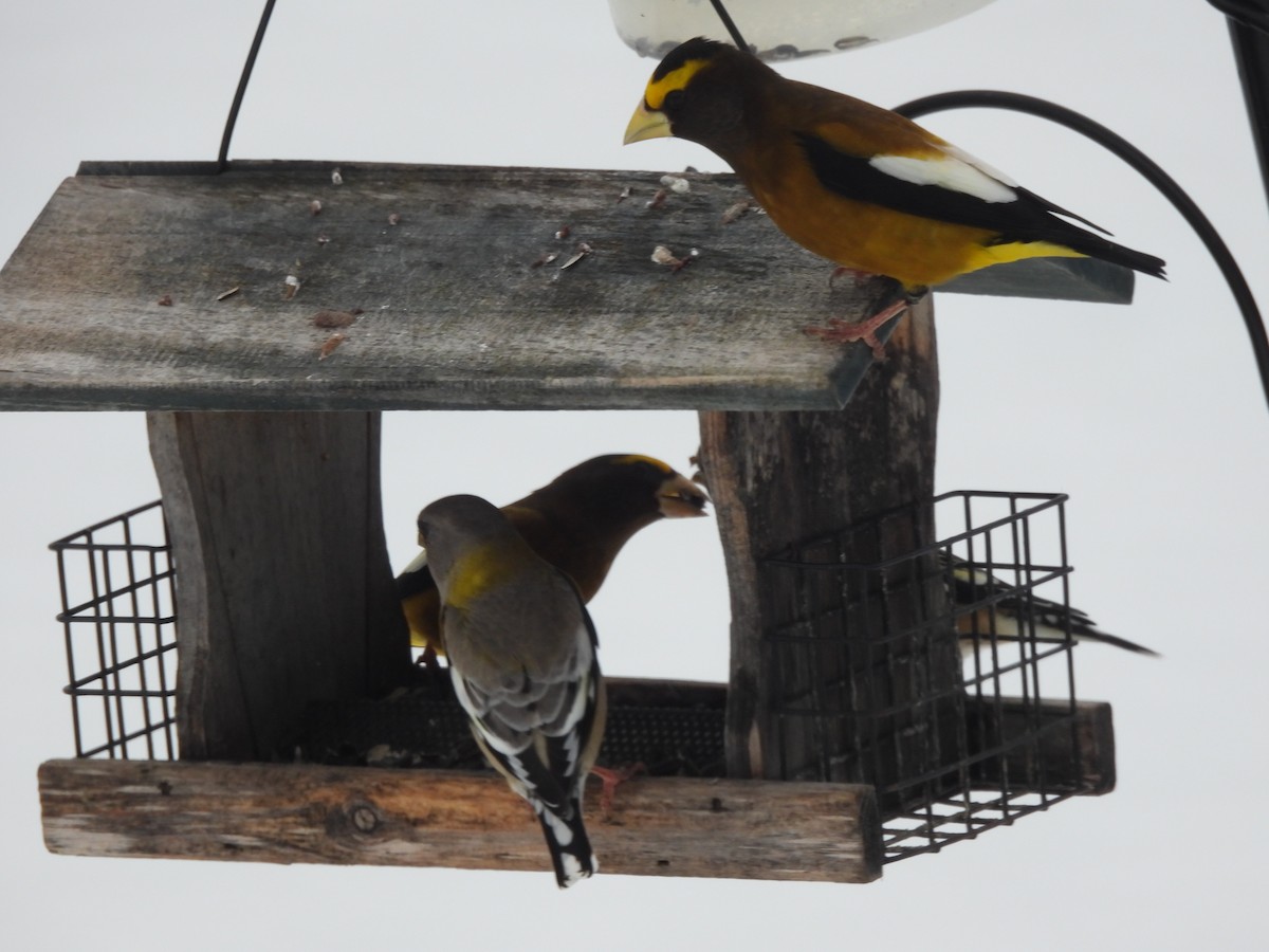 Evening Grosbeak - ML646744684