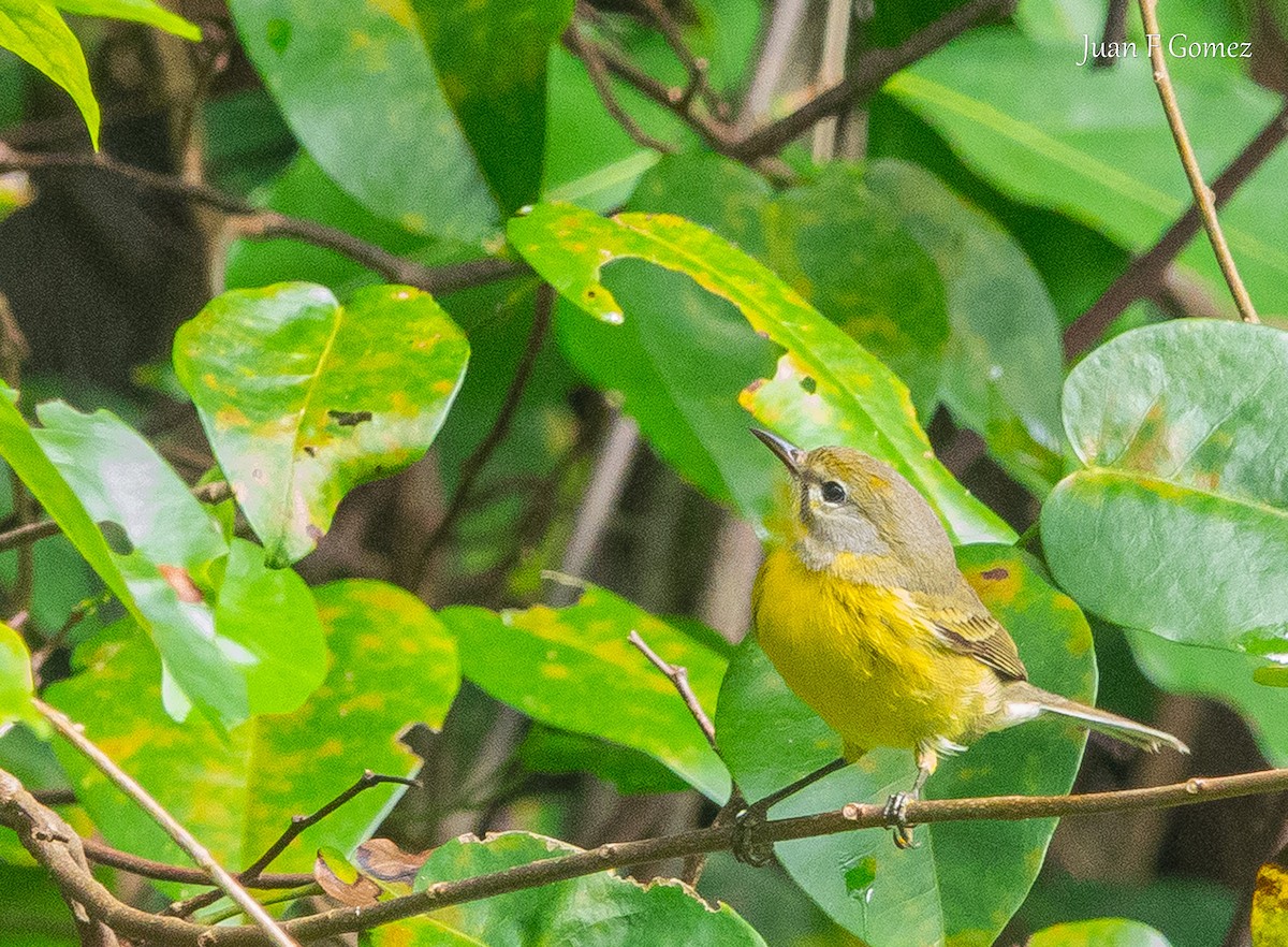 Prairie Warbler - ML646744686