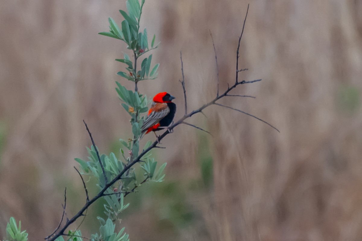 Southern Red Bishop - ML646744687