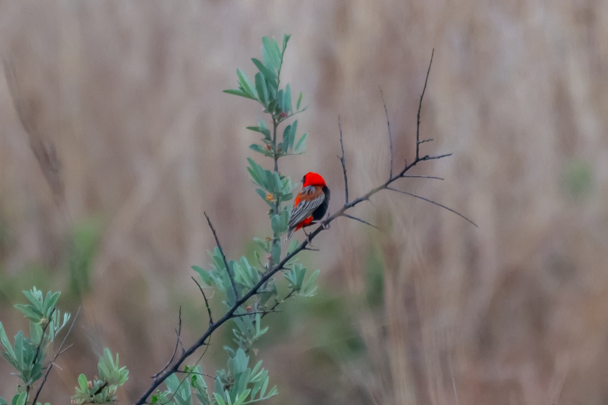 Southern Red Bishop - ML646744688