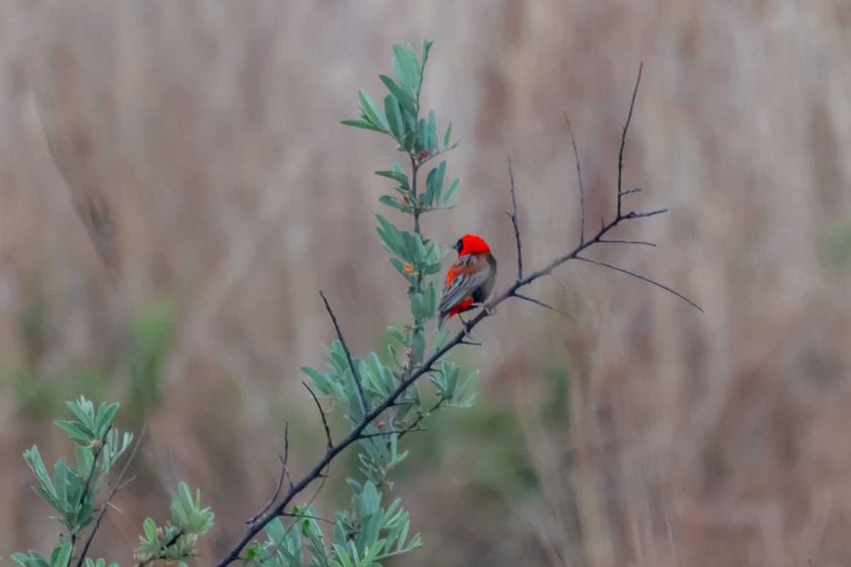 Southern Red Bishop - ML646744689