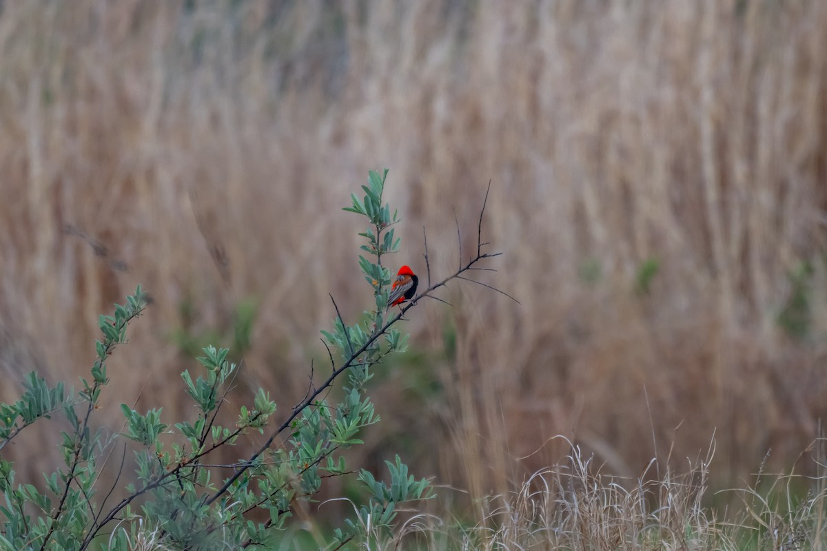 Southern Red Bishop - ML646744690