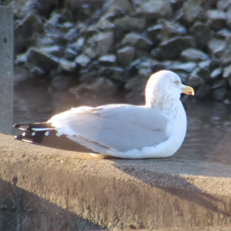 Gaviota Argéntea Americana - ML646744691