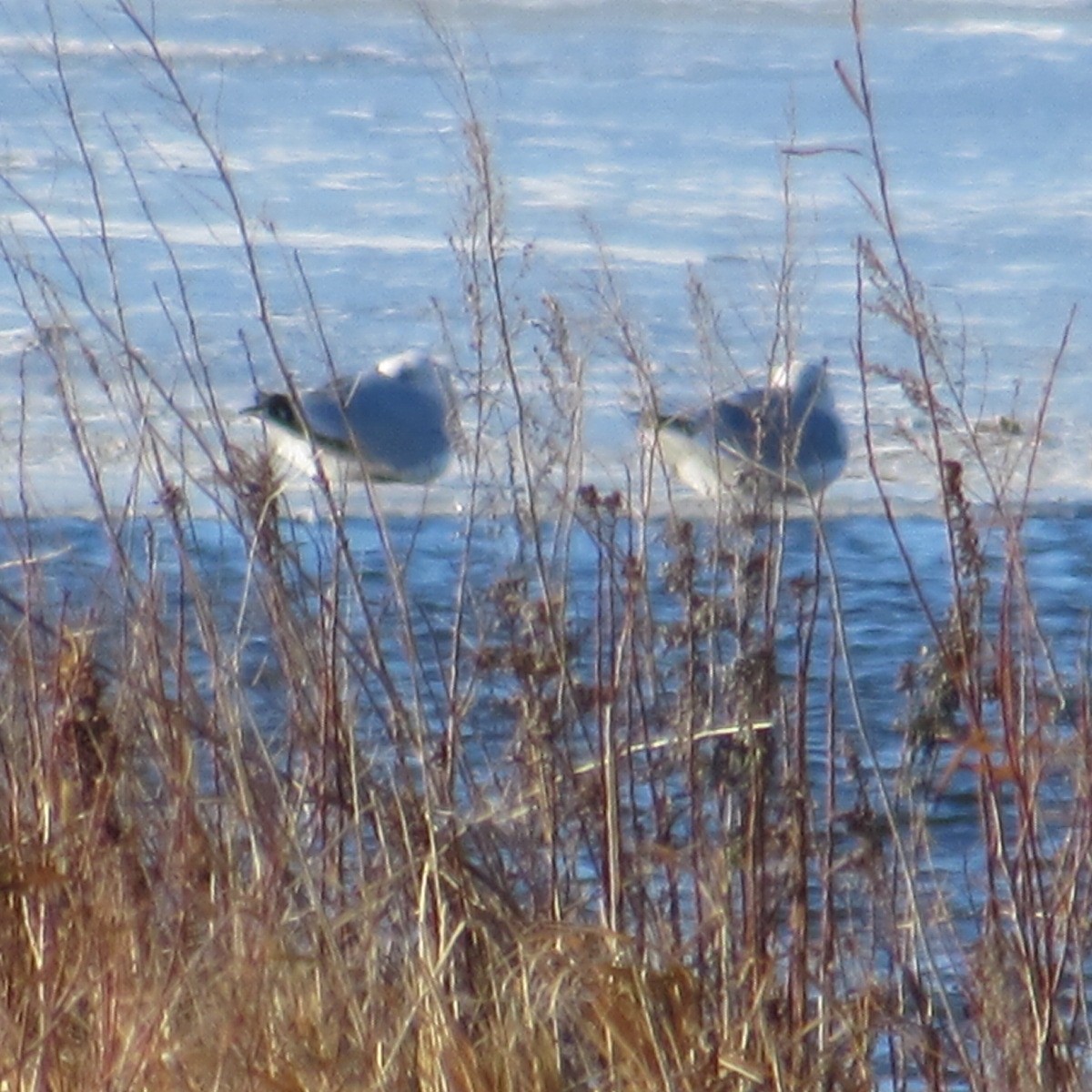 Gaviota Argéntea Americana - ML646744692
