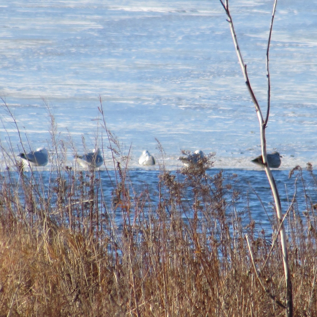 Gaviota Argéntea Americana - ML646744693