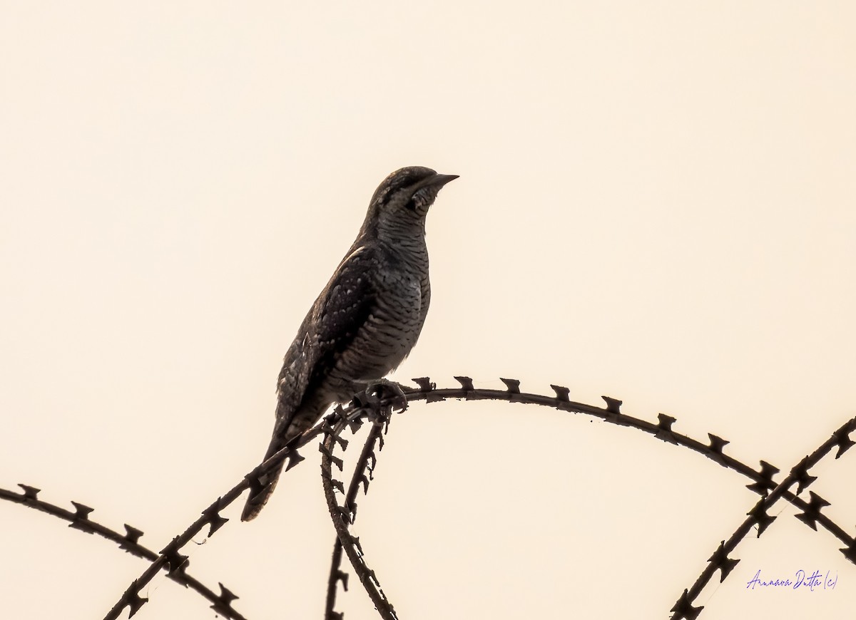 Холтсон гоётуул - ML646744694