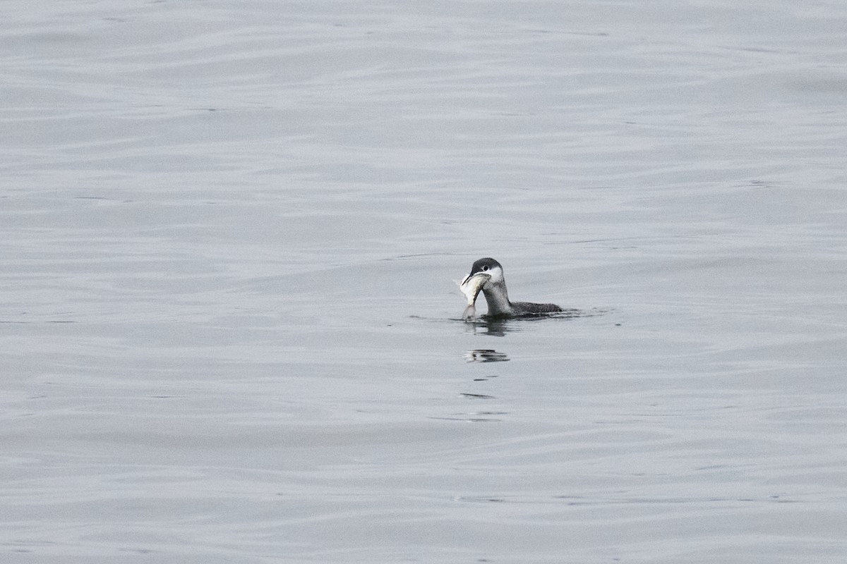 紅喉潛鳥 - ML646744696