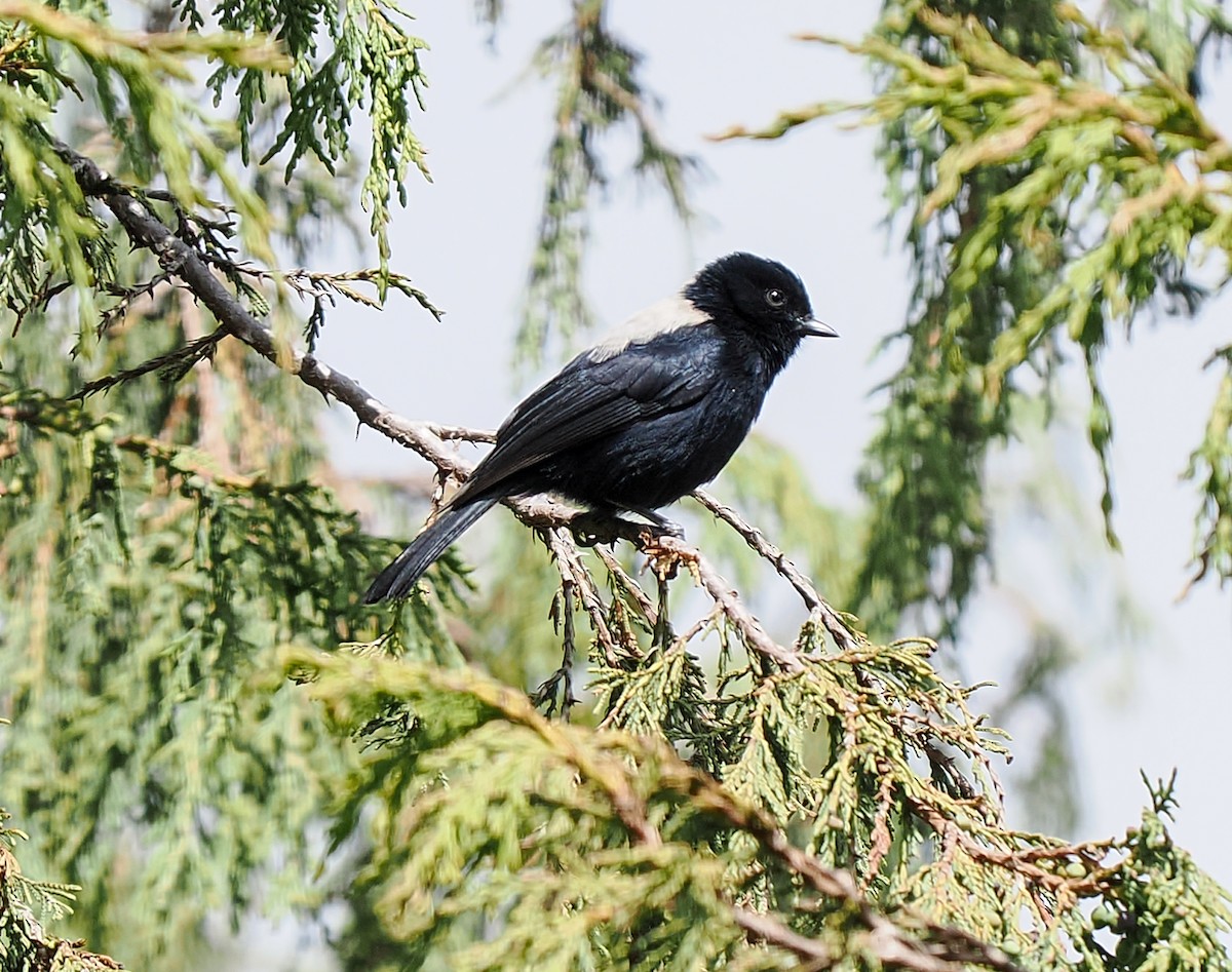 White-backed Black-Tit - ML646744697