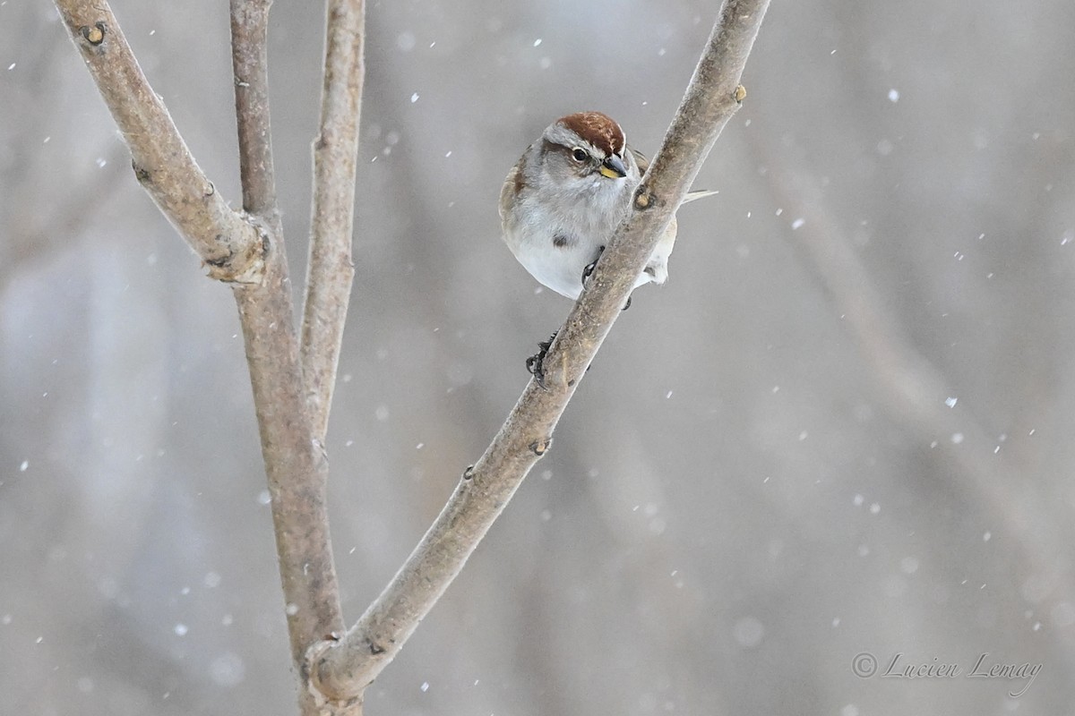 American Tree Sparrow - ML646744698