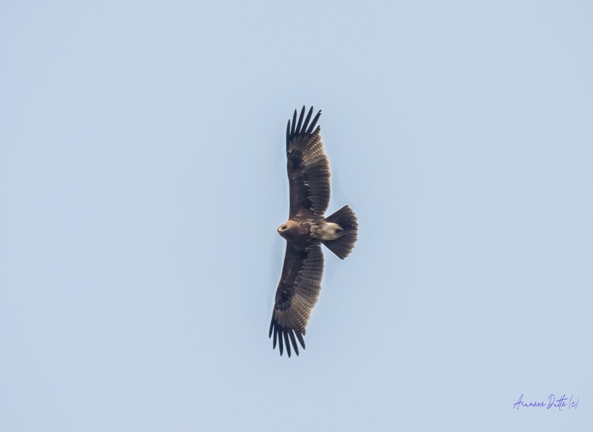 Indian Spotted Eagle - ML646744700