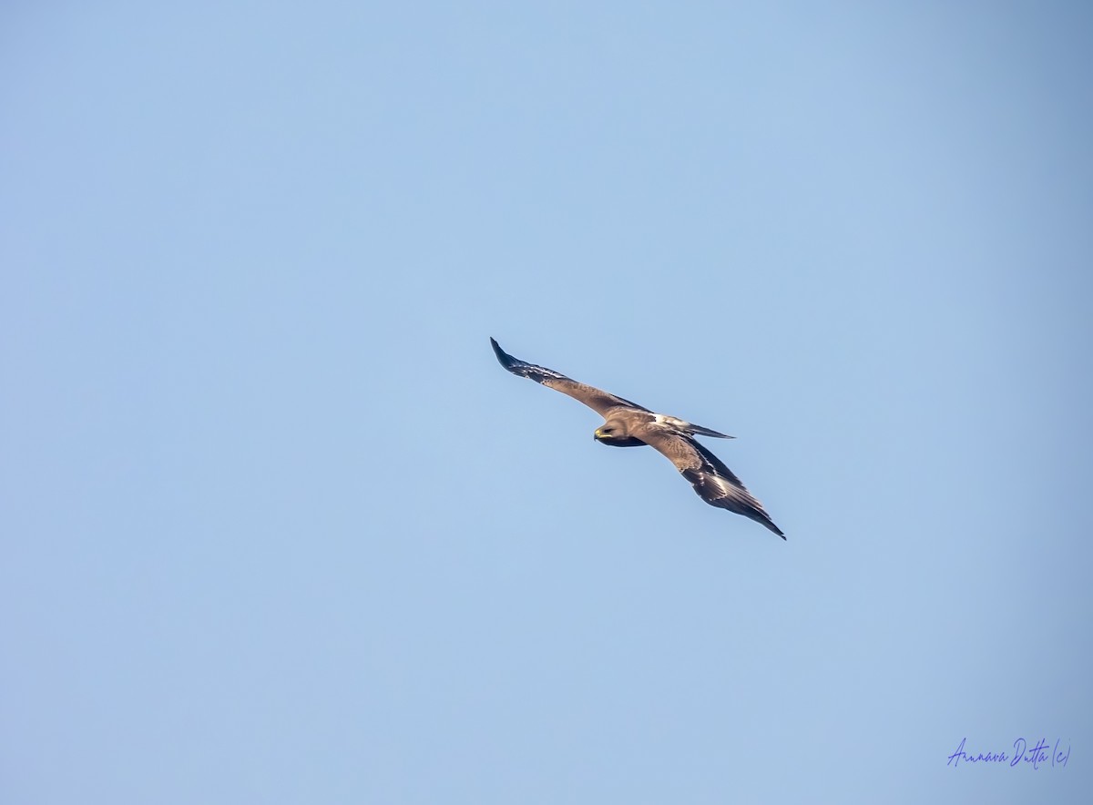 Indian Spotted Eagle - ML646744701