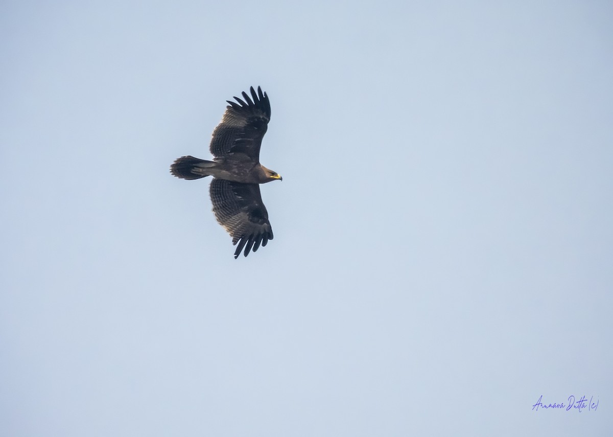 Indian Spotted Eagle - ML646744702