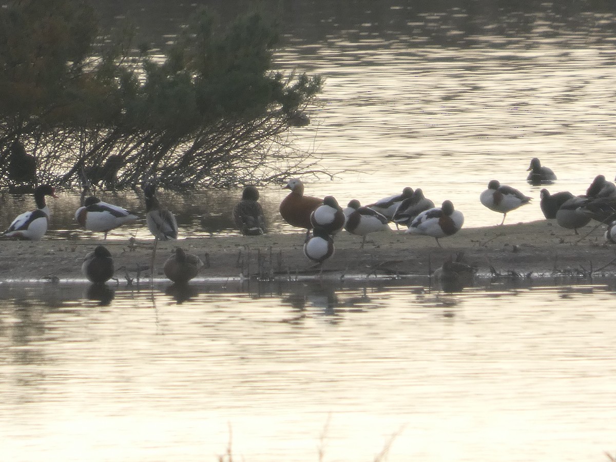 Paita gorrizta - ML646744704